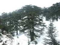 Qadisha Valley, Cedars of God, and Baalbek  sightseeing destination