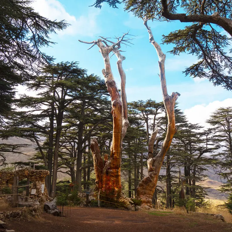 Qadisha Valley, Cedars of God return journey